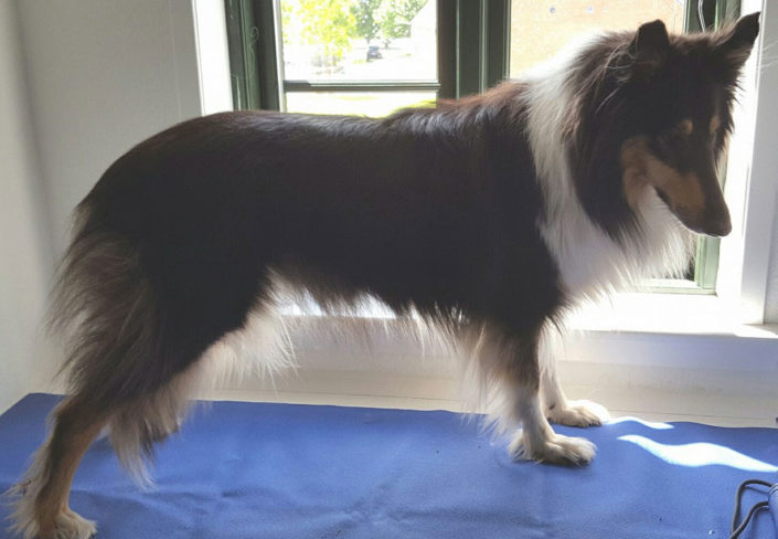 Bailey,-Collie,-før