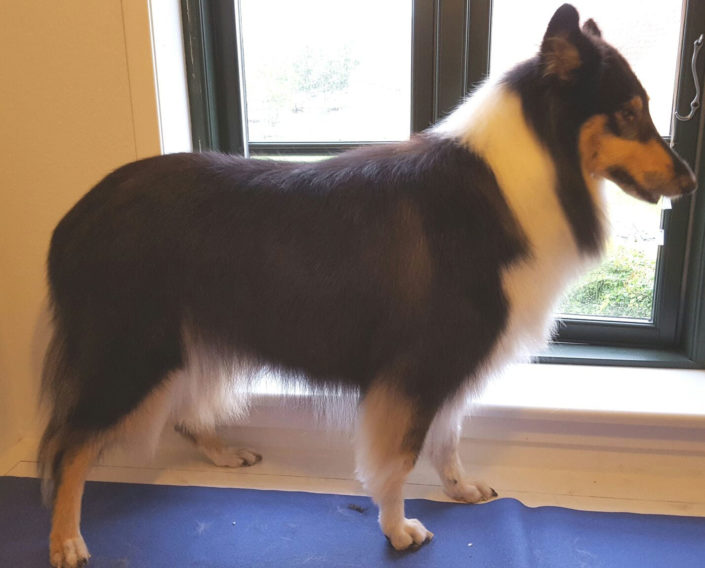 Bailey,-efter,-750-kr