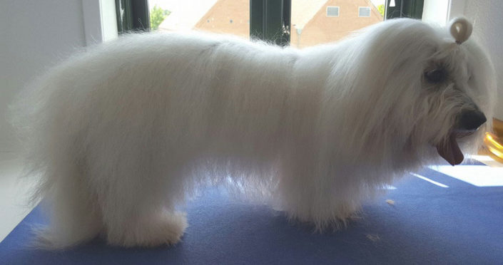 Domino,-Coton,-før