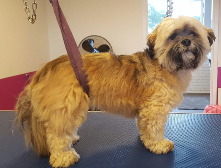 Luna,-Lhasa-apso,-før