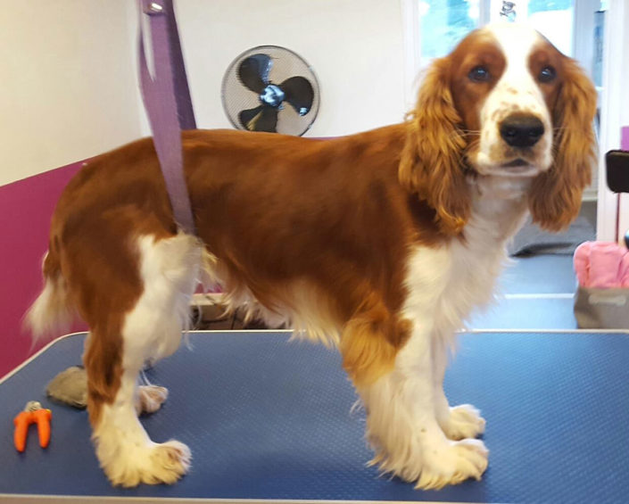 Snubbi,-Welsh-Springer,-før